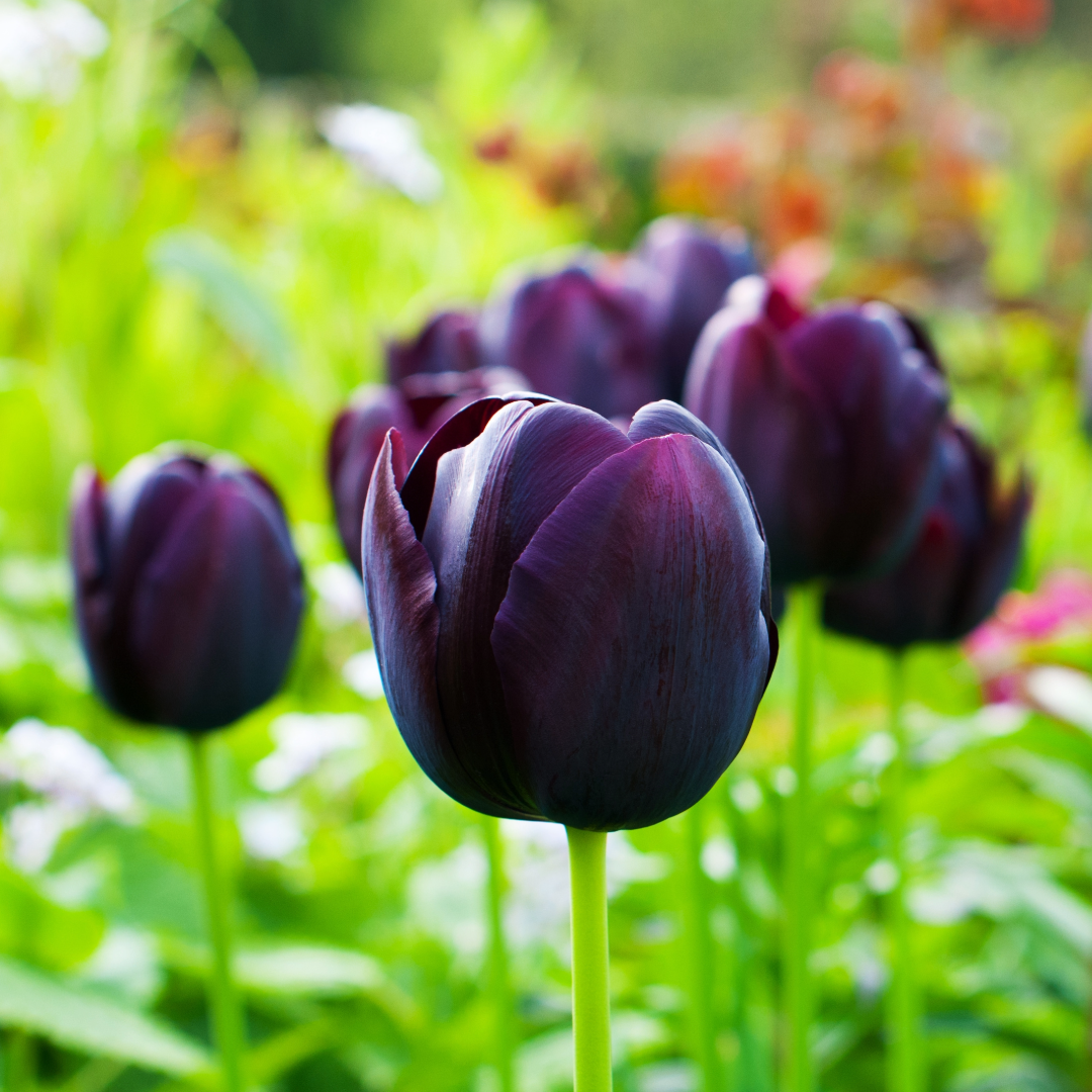 Sea of Tulips ~ Queen of the Night ~ 60 Blubs for Pickup in Fall