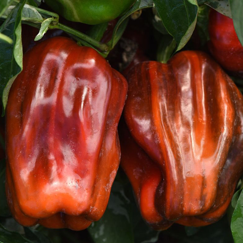 'Candy Cane Chocolate Cherry' Peppers ~ Trio of 3 Hefty Plants for Preorder