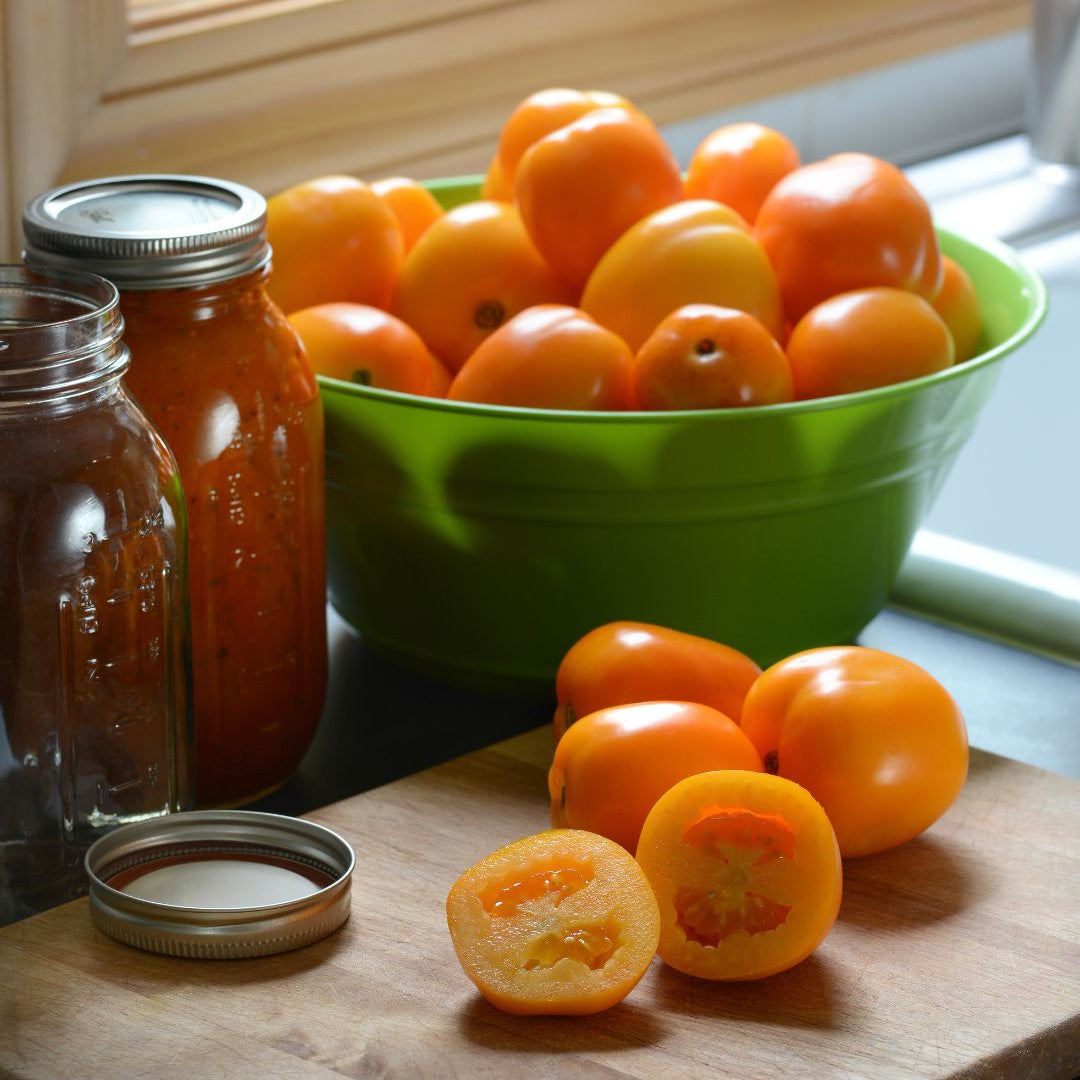 Roma Tomato 'Sunrise Sauce' ~ Trio of 3 Hefty Plants for Preorder