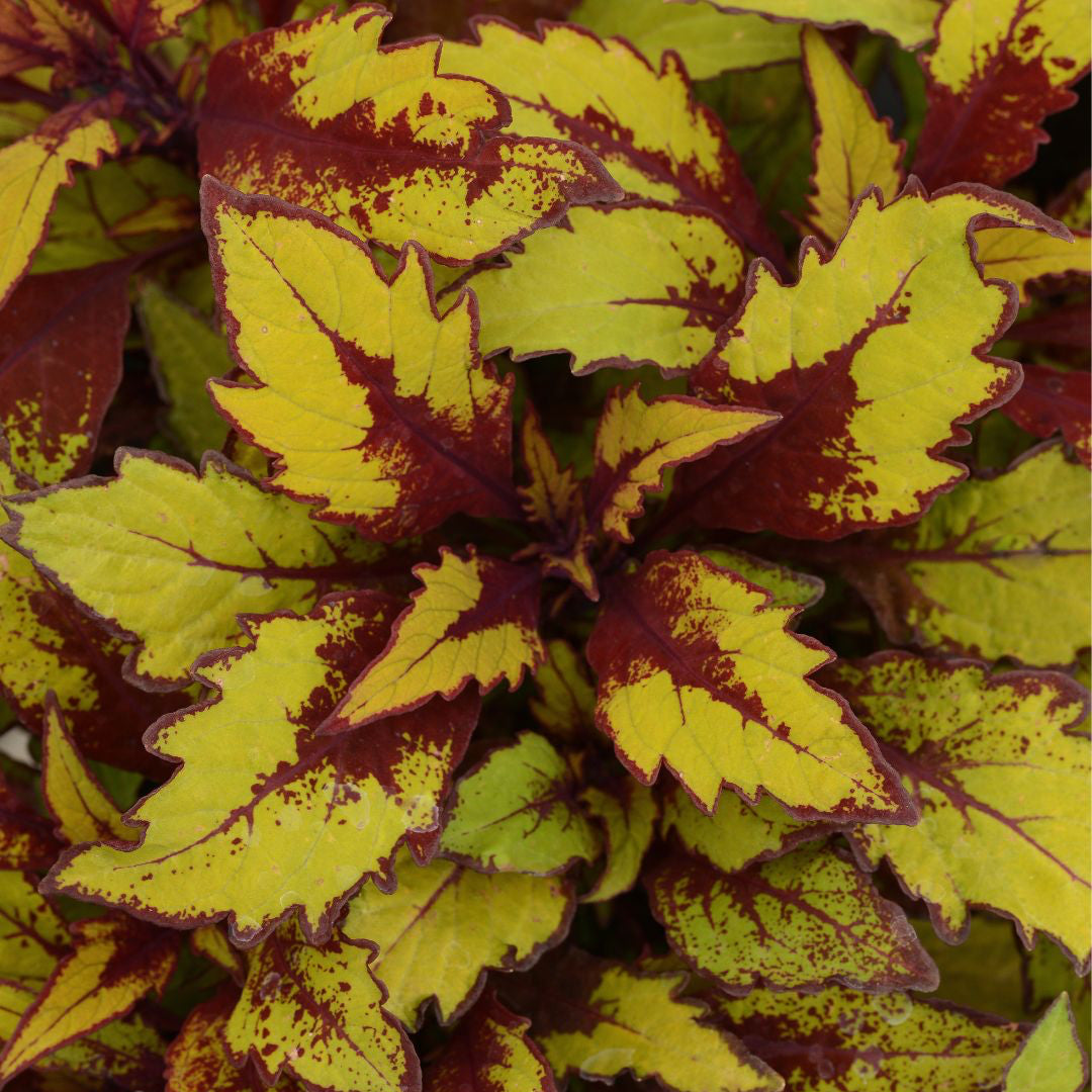 Coleus 'Spiced Curry' ~ Trio of 3 Hefty Plants for Preorder