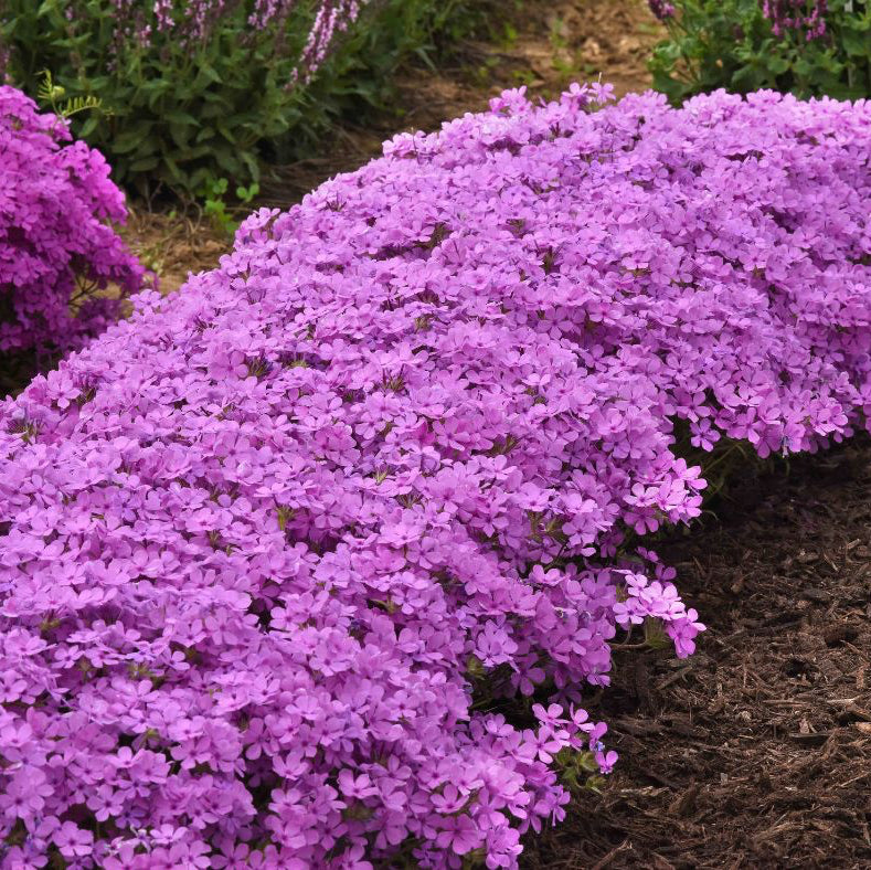 Phlox 'Candy Cloud Pink' ~ Trio of 3 Hefty Plants for Preorder
