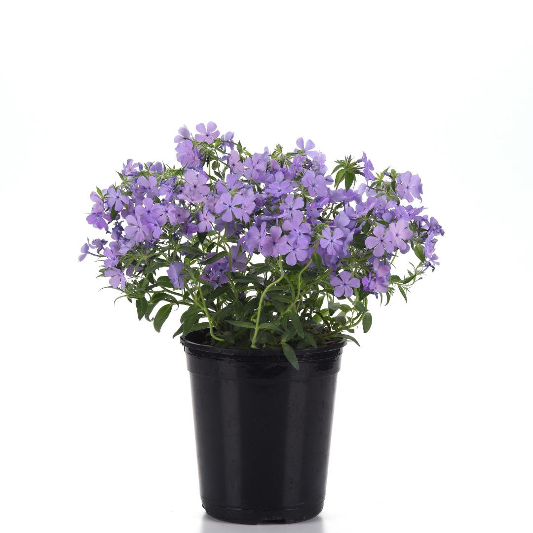 Phlox 'Candy Cloud Blue' ~ Trio of 3 Hefty Plants for Preorder