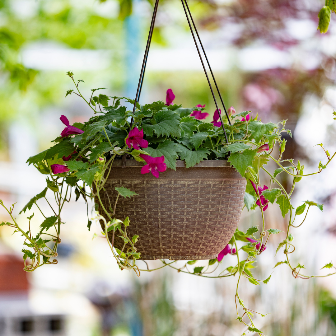 plant with red hanging flowers Lofos® Wine Red – The Groovy Plants Ranch LLC
