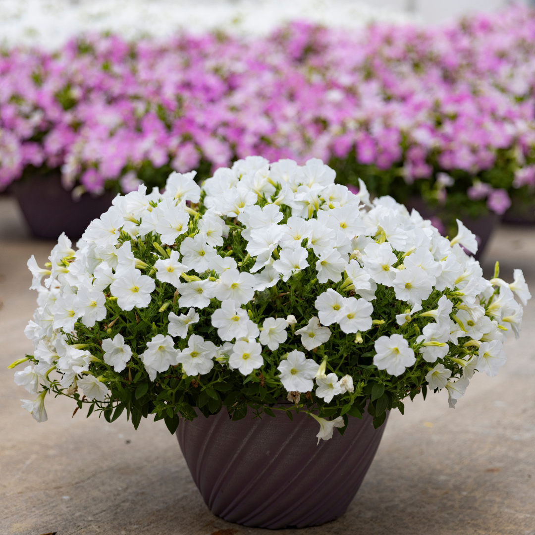 Firefly Petunia Twilight™ White Improved – The Groovy Plants Ranch LLC