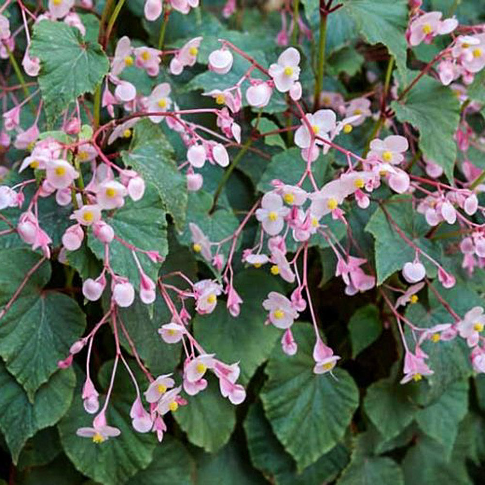 Ohio Hardy Begonia grandis | Order Now for Pickup Now at the Ranch!