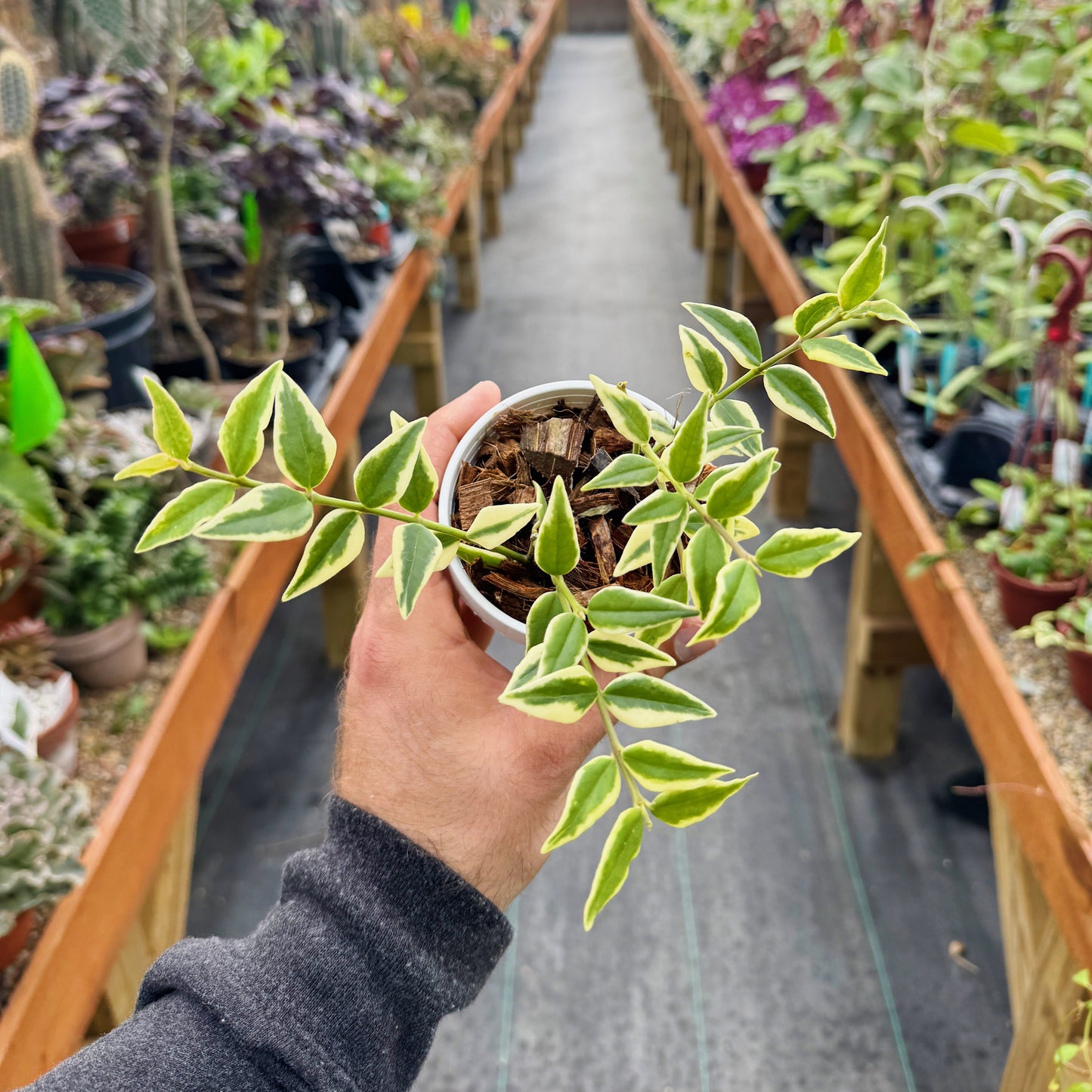 Hoya bella - outer variegation | Limited Release