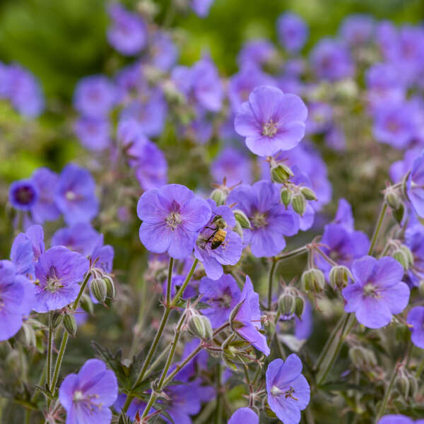 Geranium pratense 'Boom Chocolatta' | Limited Release - Pickup Now