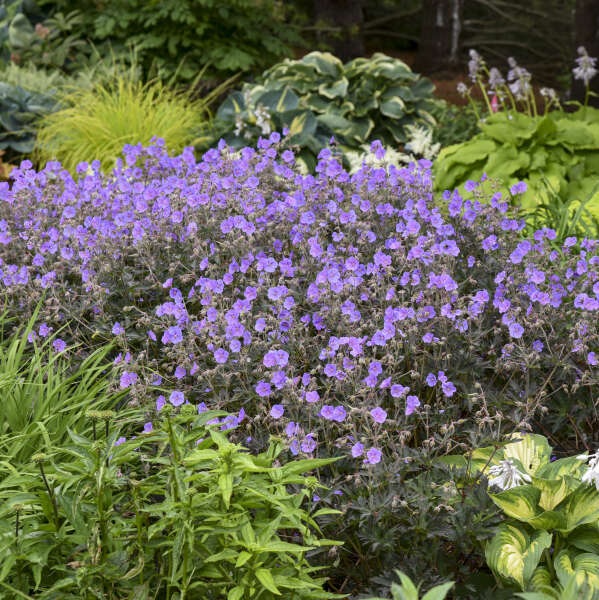 Geranium pratense 'Boom Chocolatta' | Limited Release - Pickup Now