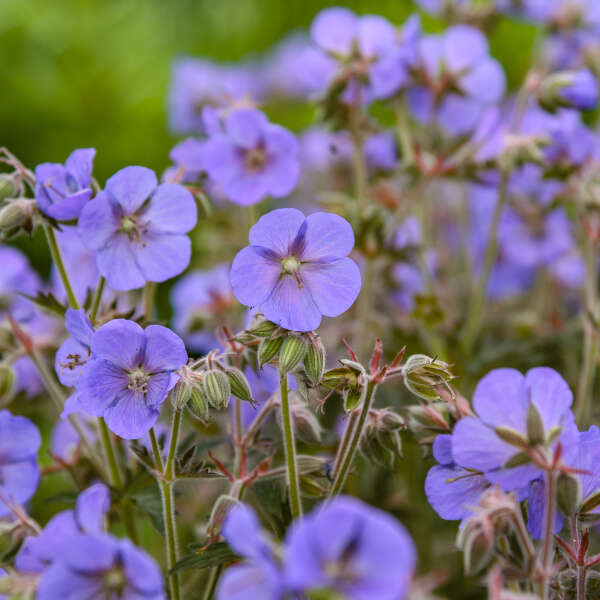 Geranium pratense 'Boom Chocolatta' | Limited Release - Pickup Now