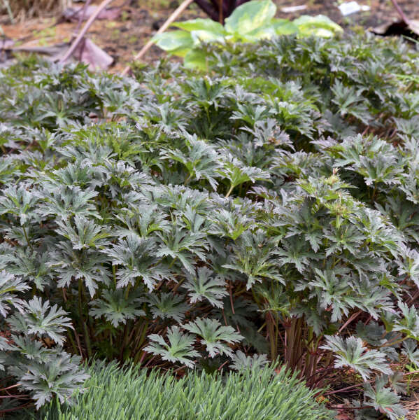 Geranium pratense 'Boom Chocolatta' | Limited Release - Pickup Now