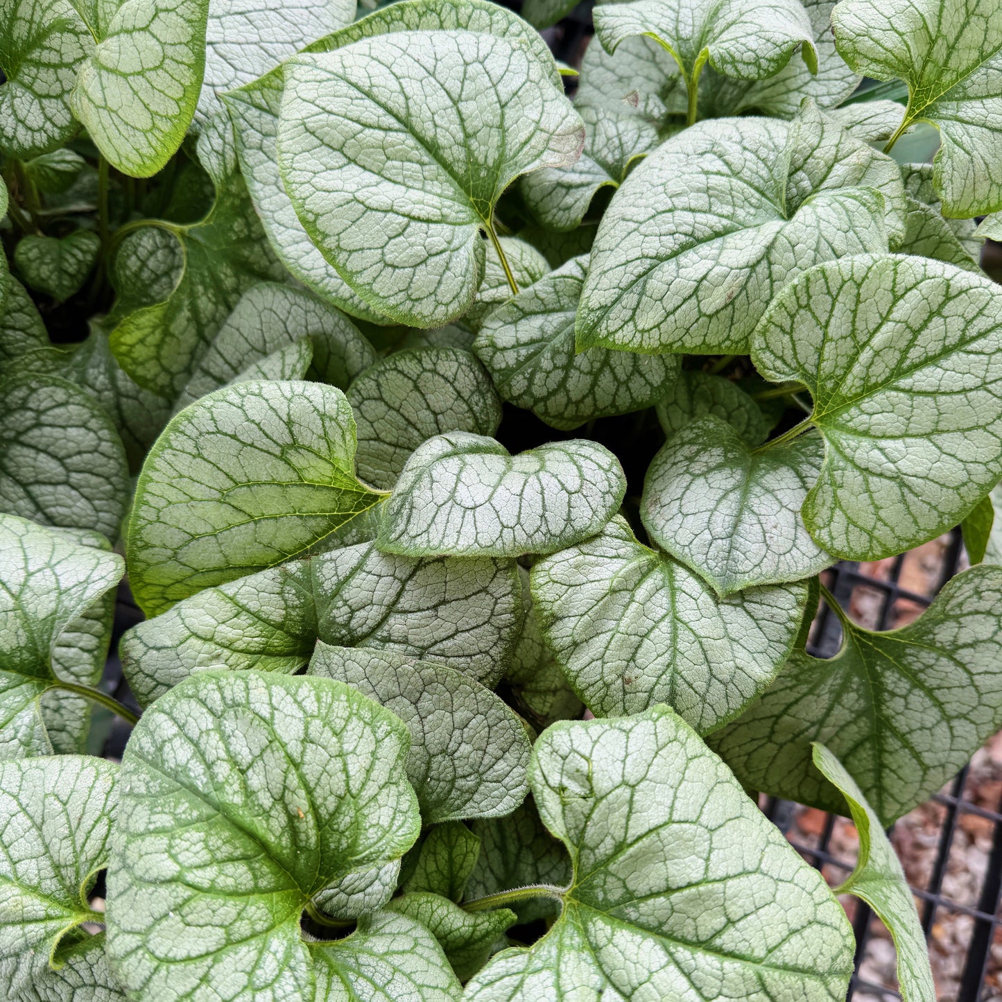 Bugloss 'Jack Frost' - Brunnera macrophylla 'Jack Frost' | Limited Release