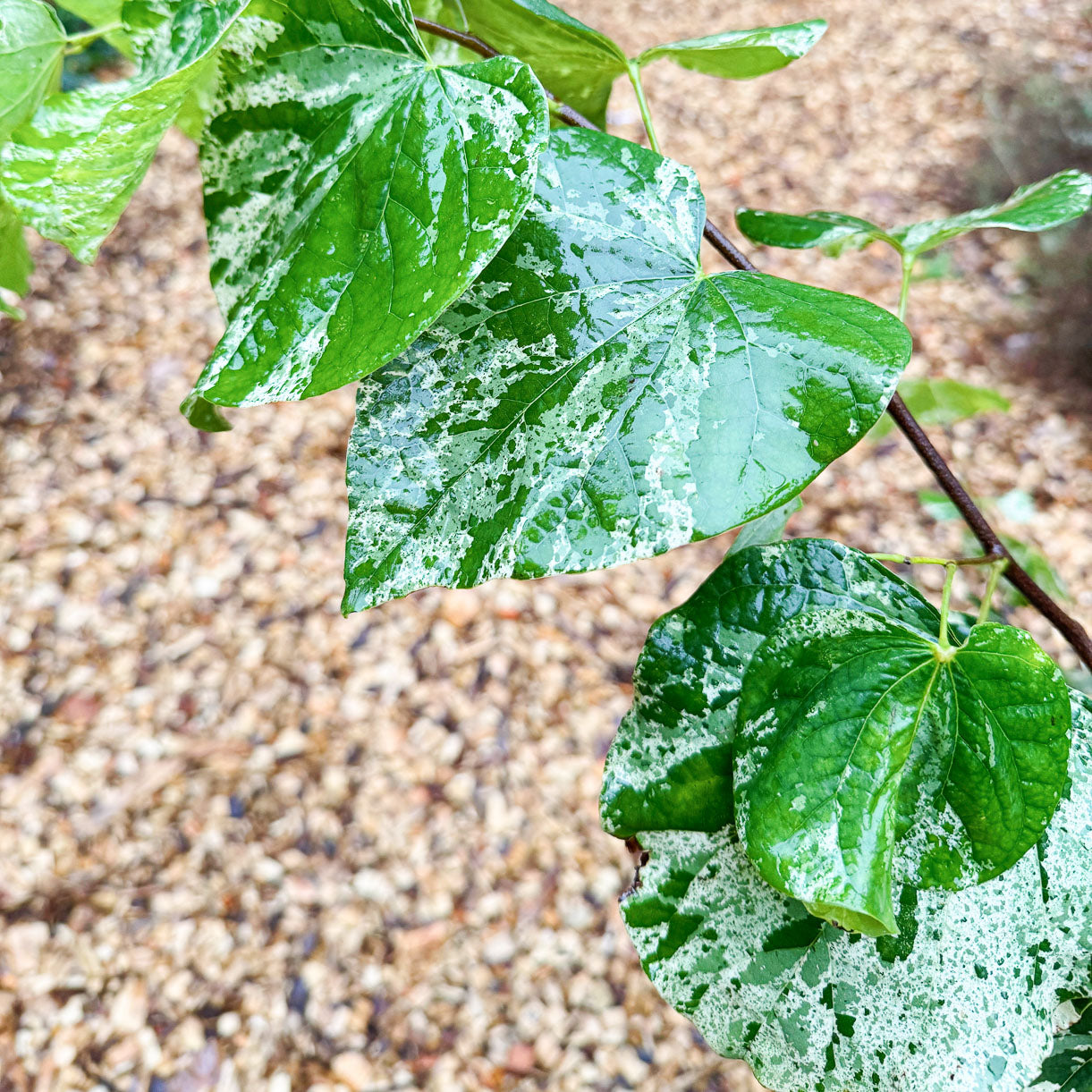 Variegated Redbud 'Alley Cat' - Cercis canadensis | Limited Release