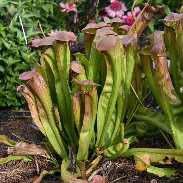 Sarracenia ‘Bug Bat’ | Limited Release for Pickup at The Ranch