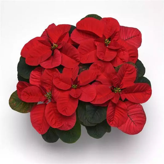 Poinsettia - Mouse Ears
