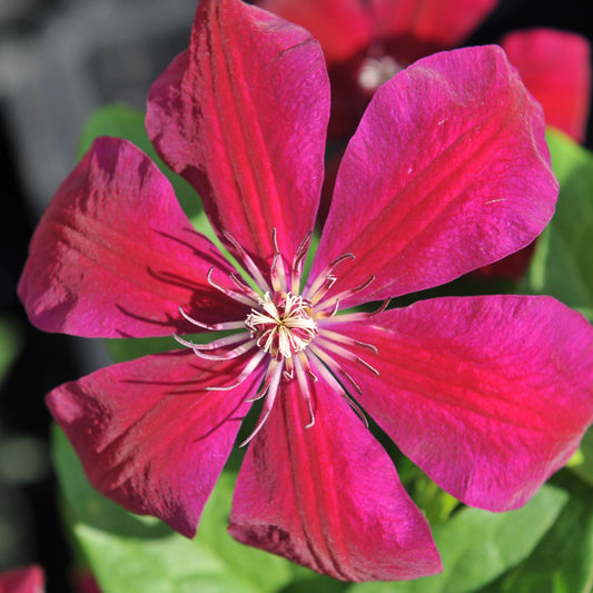 Preorder Clematis westerplatte | APRIL PICKUP ONLY!