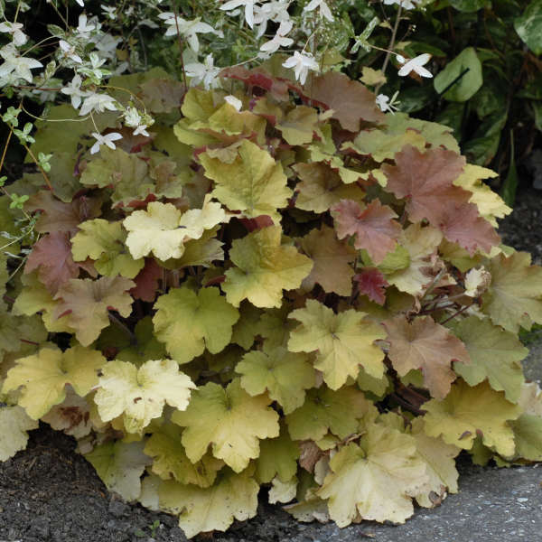 Heuchera 'Caramel' Coral Bells | Limited Release
