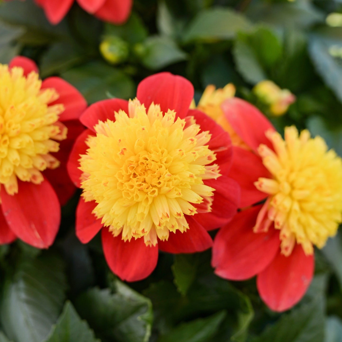 Dahlia 'Venti FireBurst' ~ Dynamite Bundle of 8 Hefty Plants for Preorder