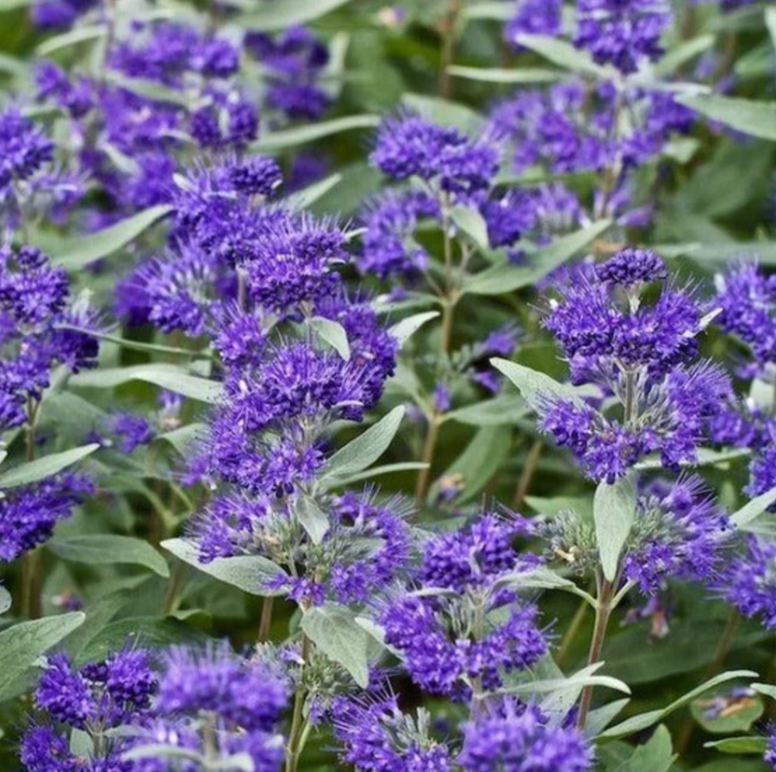 Caryopteris ‘Dark Knight’ – Bluebeard | Limited Release - Pickup Now