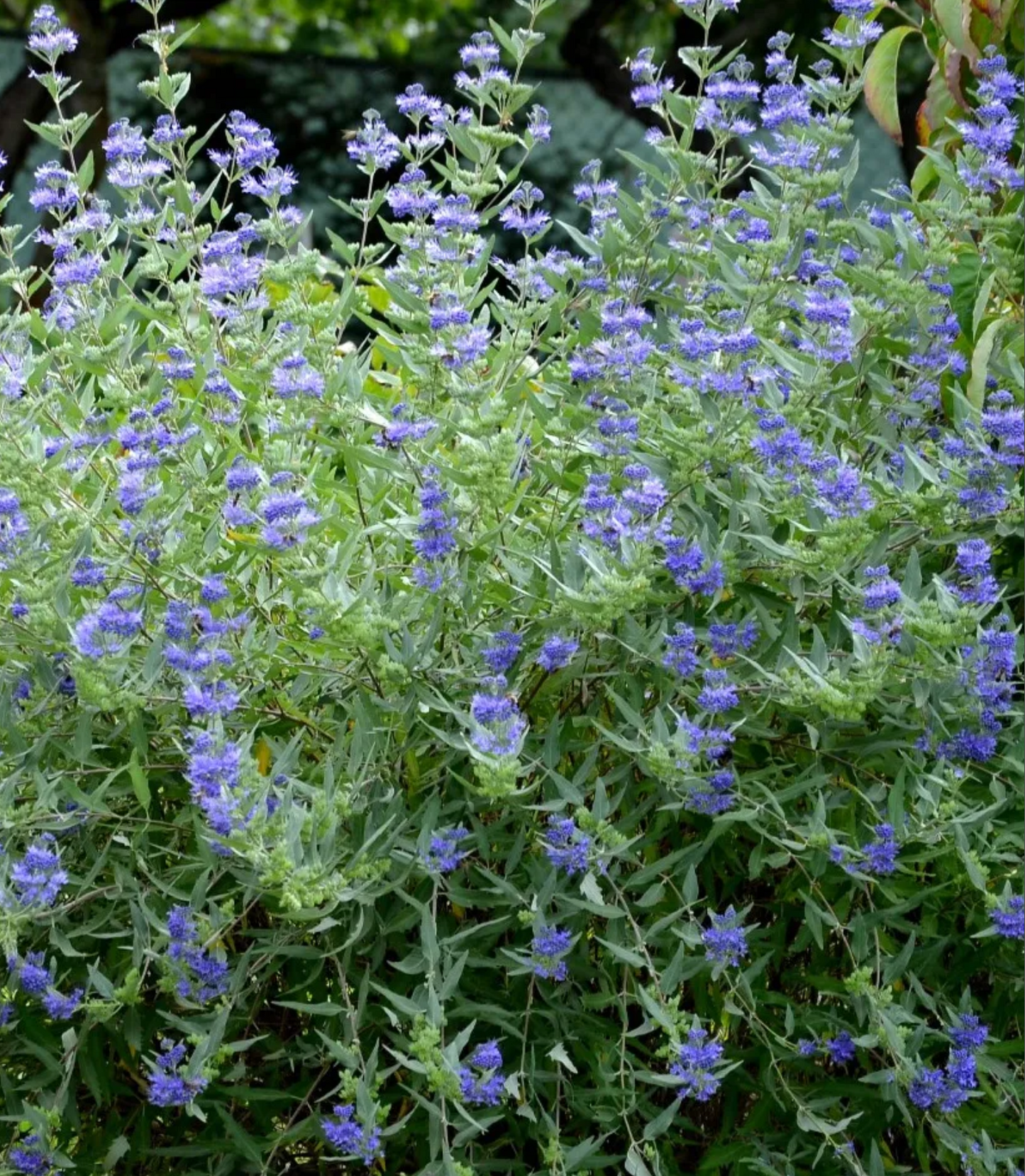 Caryopteris ‘Dark Knight’ – Bluebeard | Limited Release - Pickup Now