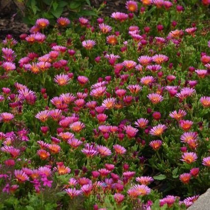 Ice Plant Ocean Sunset™ 'Orange Glow' ~ Mesa of 24 Hefty Plants