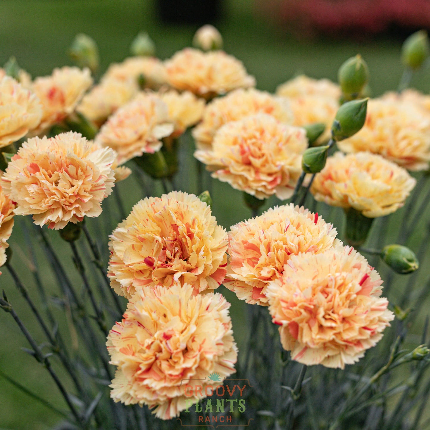 Dianthus Scent First® 'Lemon Sparkler' ~ Trio of 3 Hefty Plants for Preorder