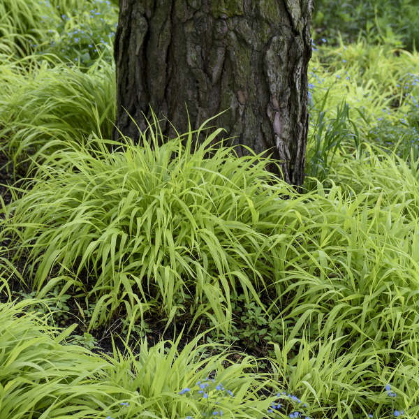 'All Gold' Japanese Forest Grass - Hakonechloa macra | Limited Release