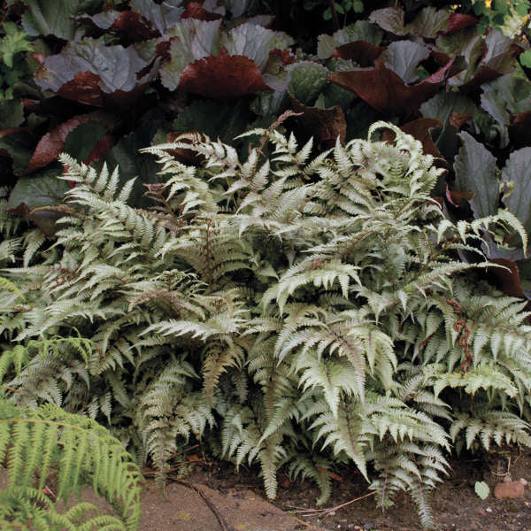 Japanese Painted Fern - Athyrium niponicum 'Pictum' | Limited Release