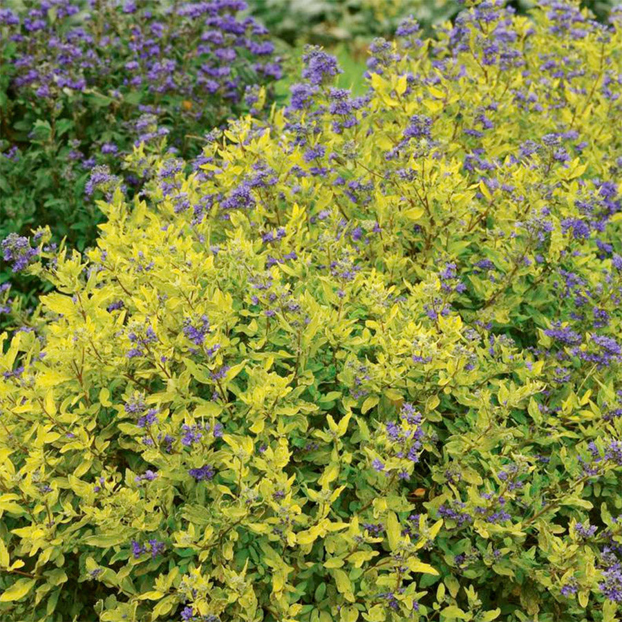 Caryopteris ‘Gold Crest' – Bluebeard | Limited Release - Pickup Now