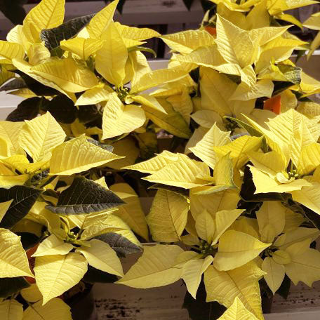 Poinsettia - Yellow Snow