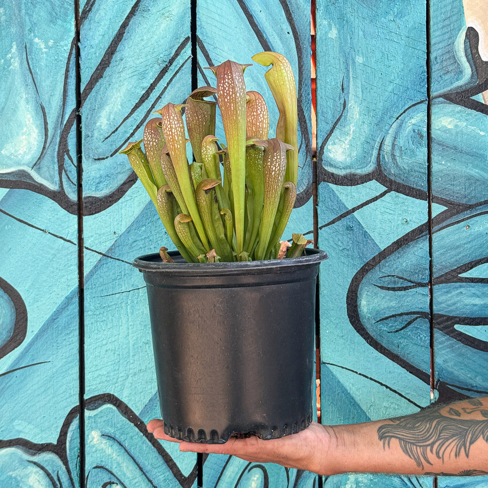 Sarracenia ‘Bug Bat’ | Limited Release for Pickup at The Ranch