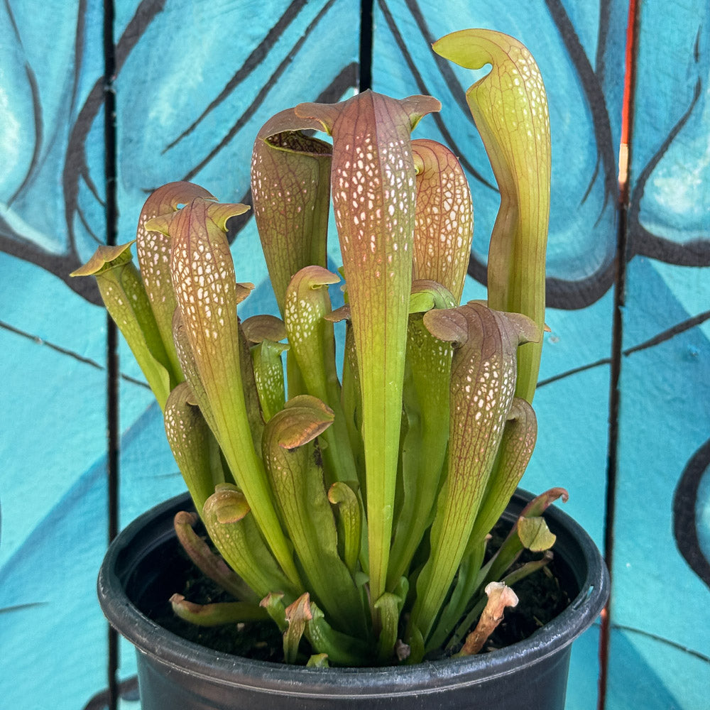 Sarracenia ‘Bug Bat’ | Limited Release for Pickup at The Ranch