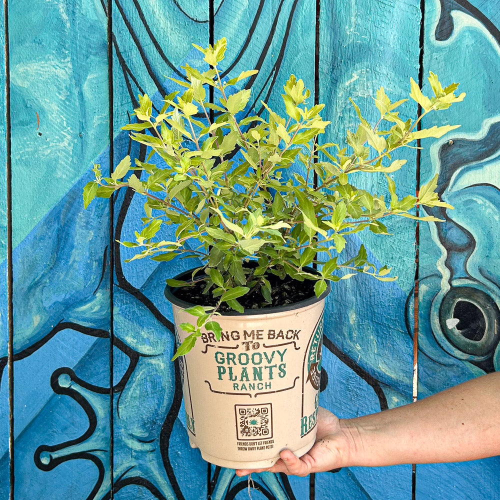 Caryopteris ‘Gold Crest' – Bluebeard | Limited Release - Pickup Now