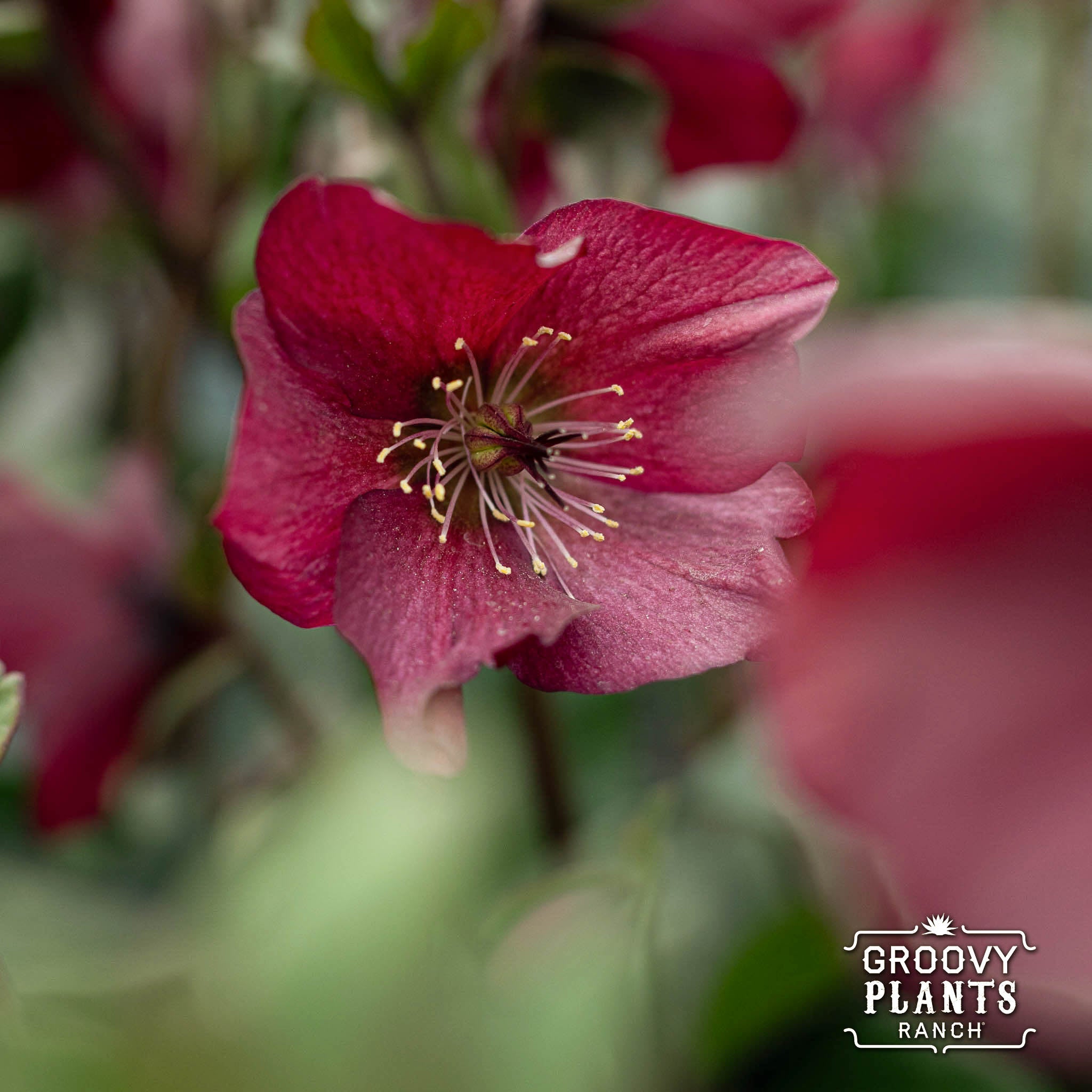 Helleborus Gold Collection® Winter Ballet® 'Leona' – The Groovy