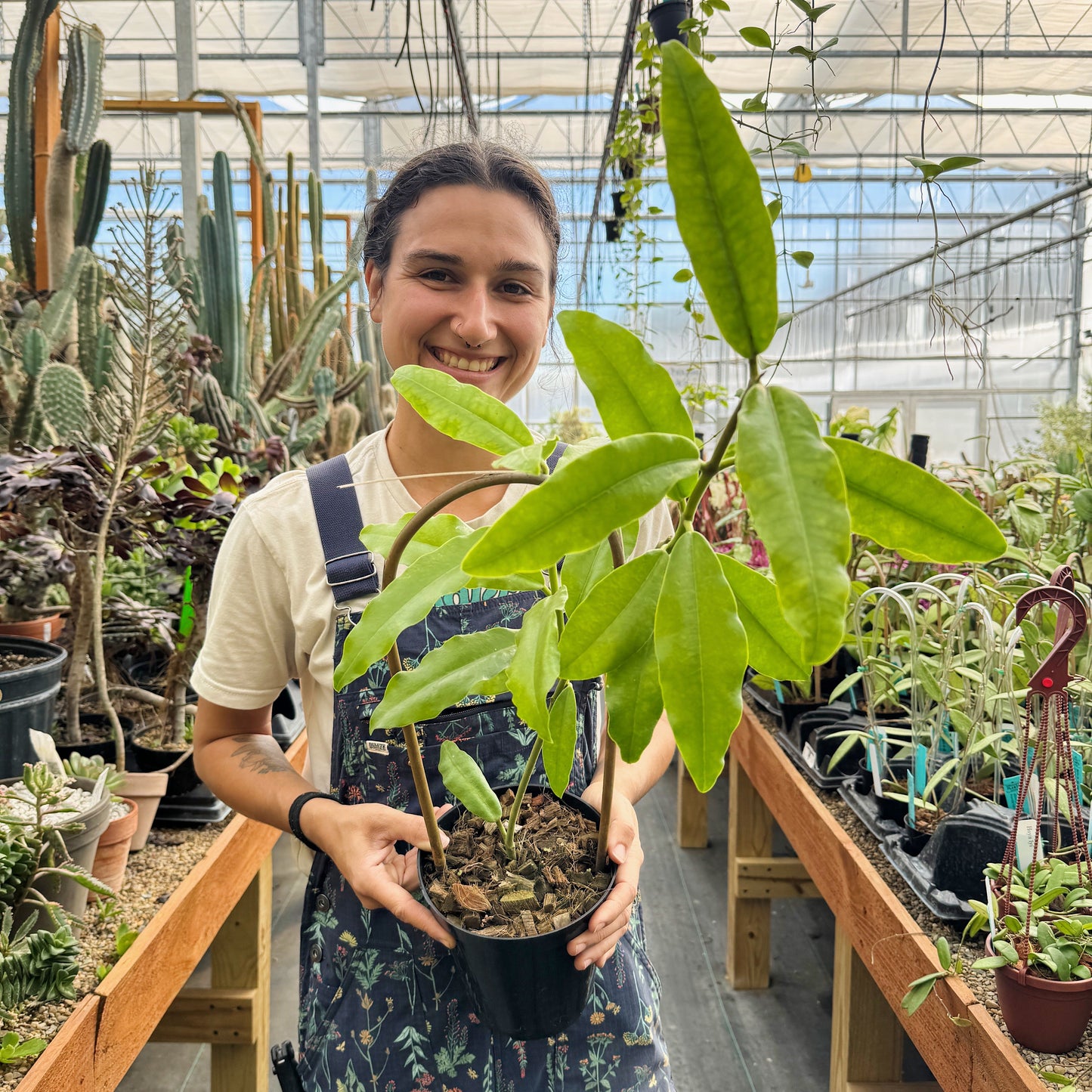 Hoya imperialis 'red' | Limited Release