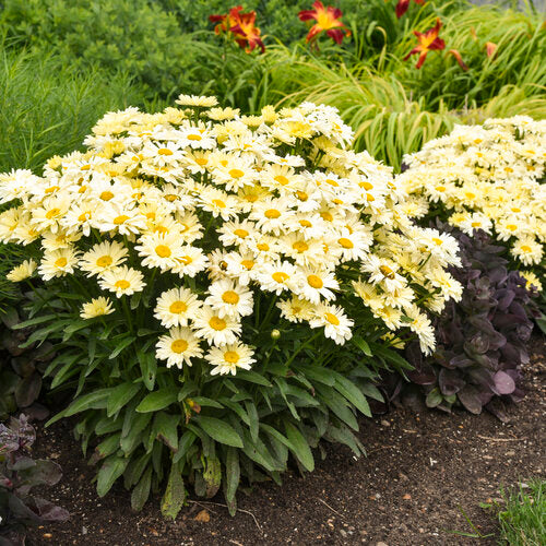 'Banana Cream II' Shasta Daisy - Leucanthemum superbum 'Banana Cream II' | Limited Release