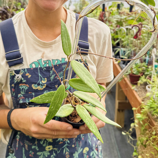 Hoya sp. SR 2007-13 | Limited Release