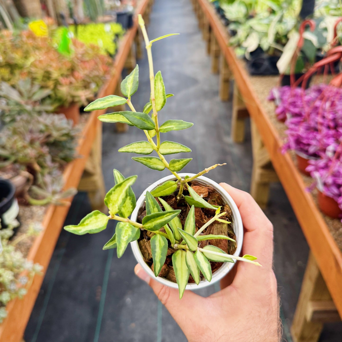 Hoya bella 'Luis Bois' | Limited Release