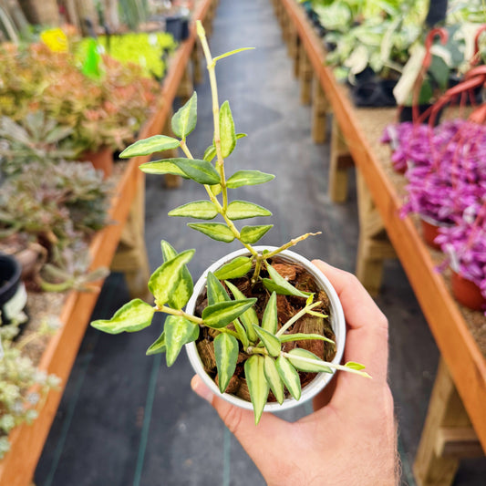 Hoya bella 'Luis Bois' | Limited Release