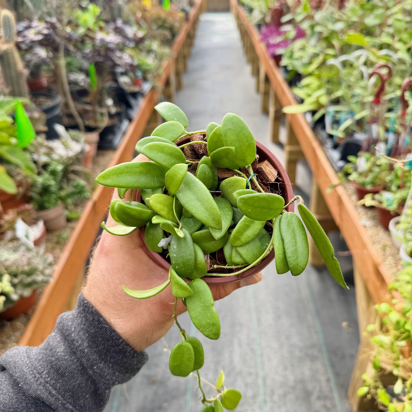 Hoya lyi | Limited Release