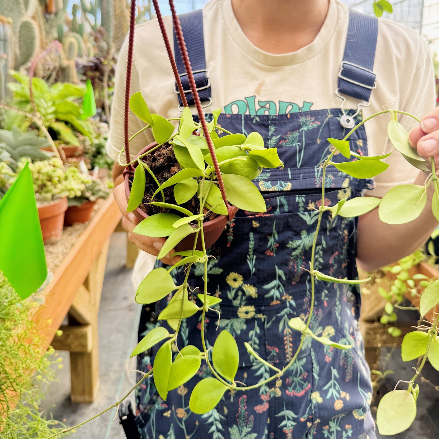 Hoya myrmecopa | Limited Release