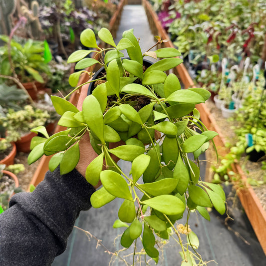 Hoya cv. 'Noona' | Limited Release