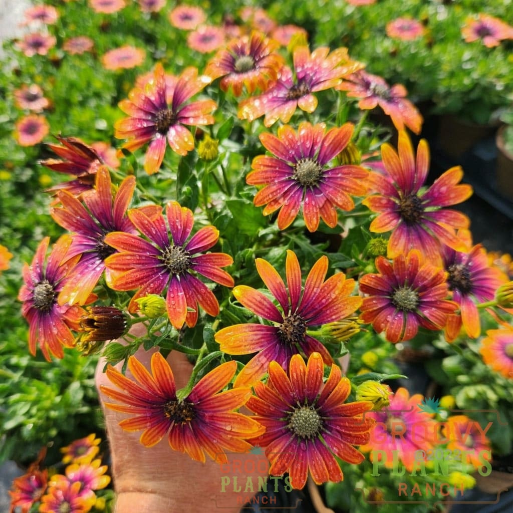 African Daisy Zion™ Purple Sun Buy Annuals Online Groovy Plants