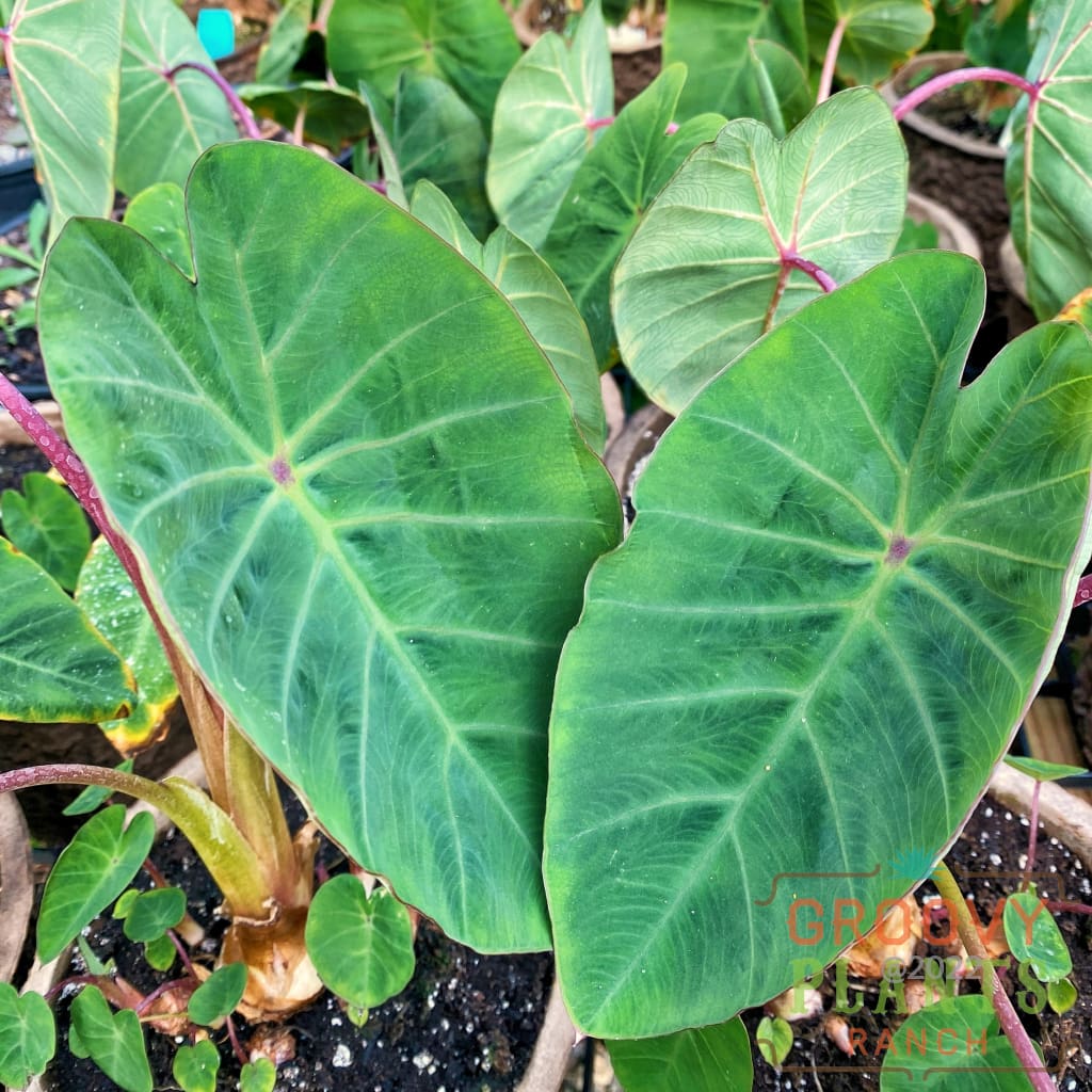 Preorder Hardy Elephant Ear PICKUP ONLY! The Groovy Plants Ranch LLC