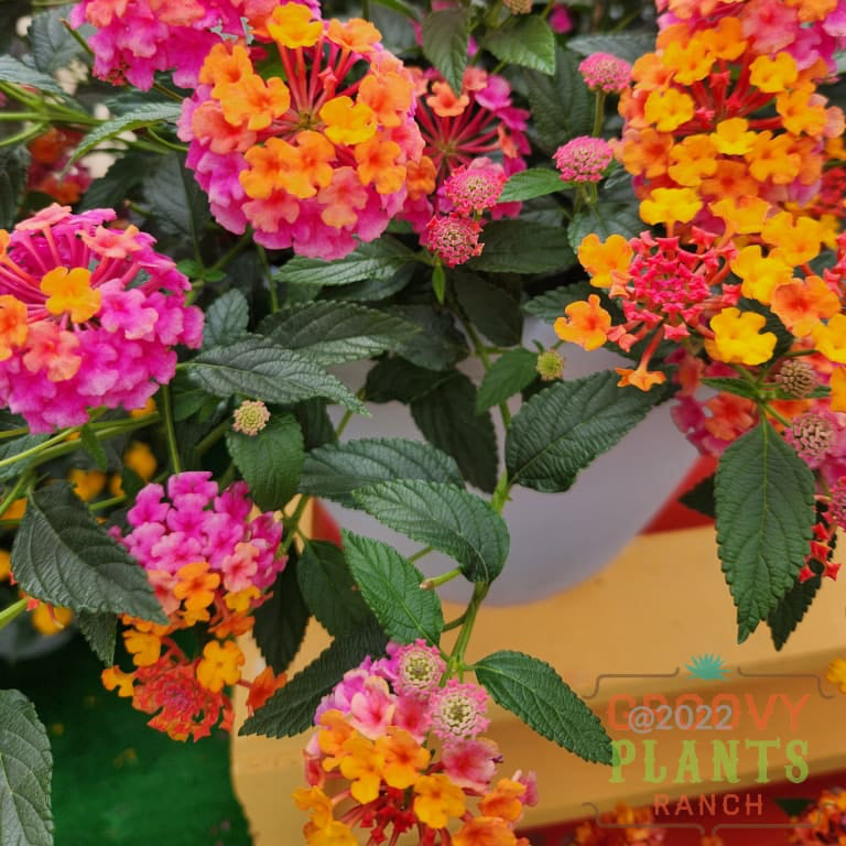 Preorder Lantana New For 2024 Passionfruit Biggervigor Trio | Pickup Only! Spring