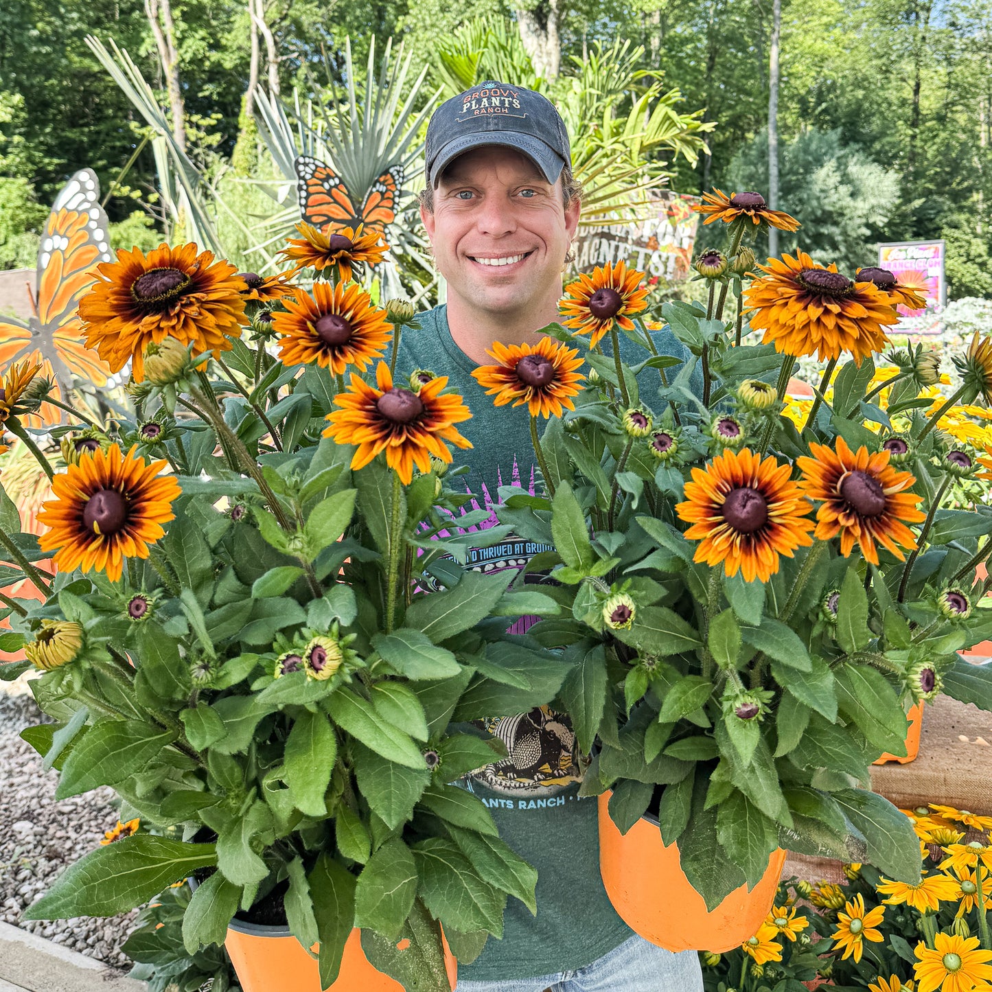 Sunbeckia 'Caramel' | Order Now, Pickup at The Ranch