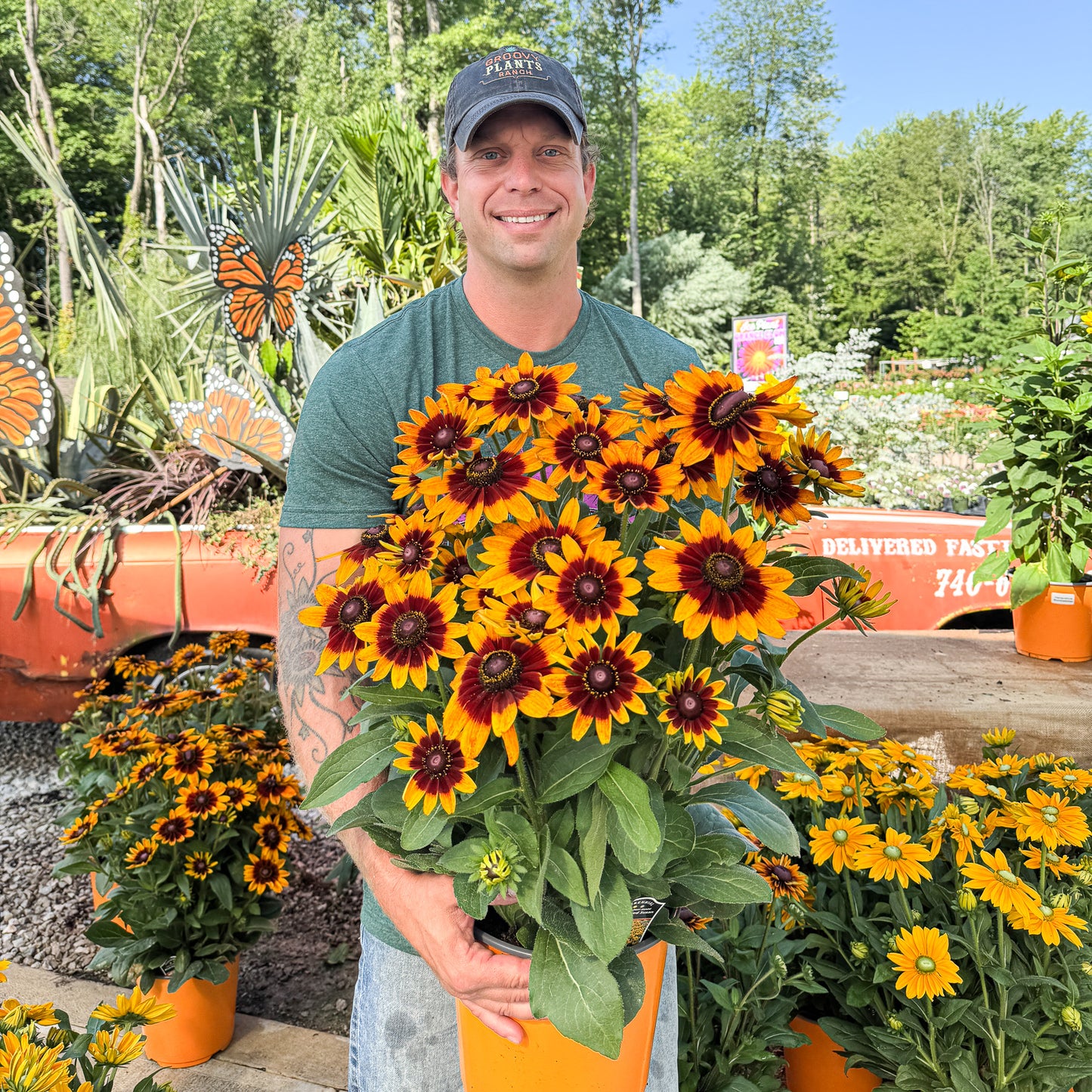 Sunbeckia 'Luna' | Order Now, Pickup at The Ranch