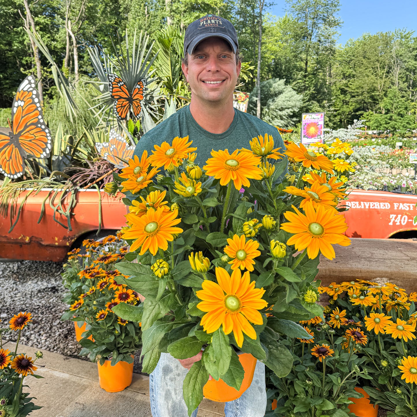 Sunbeckia 'Ophelia' | Order Now, Pickup at The Ranch