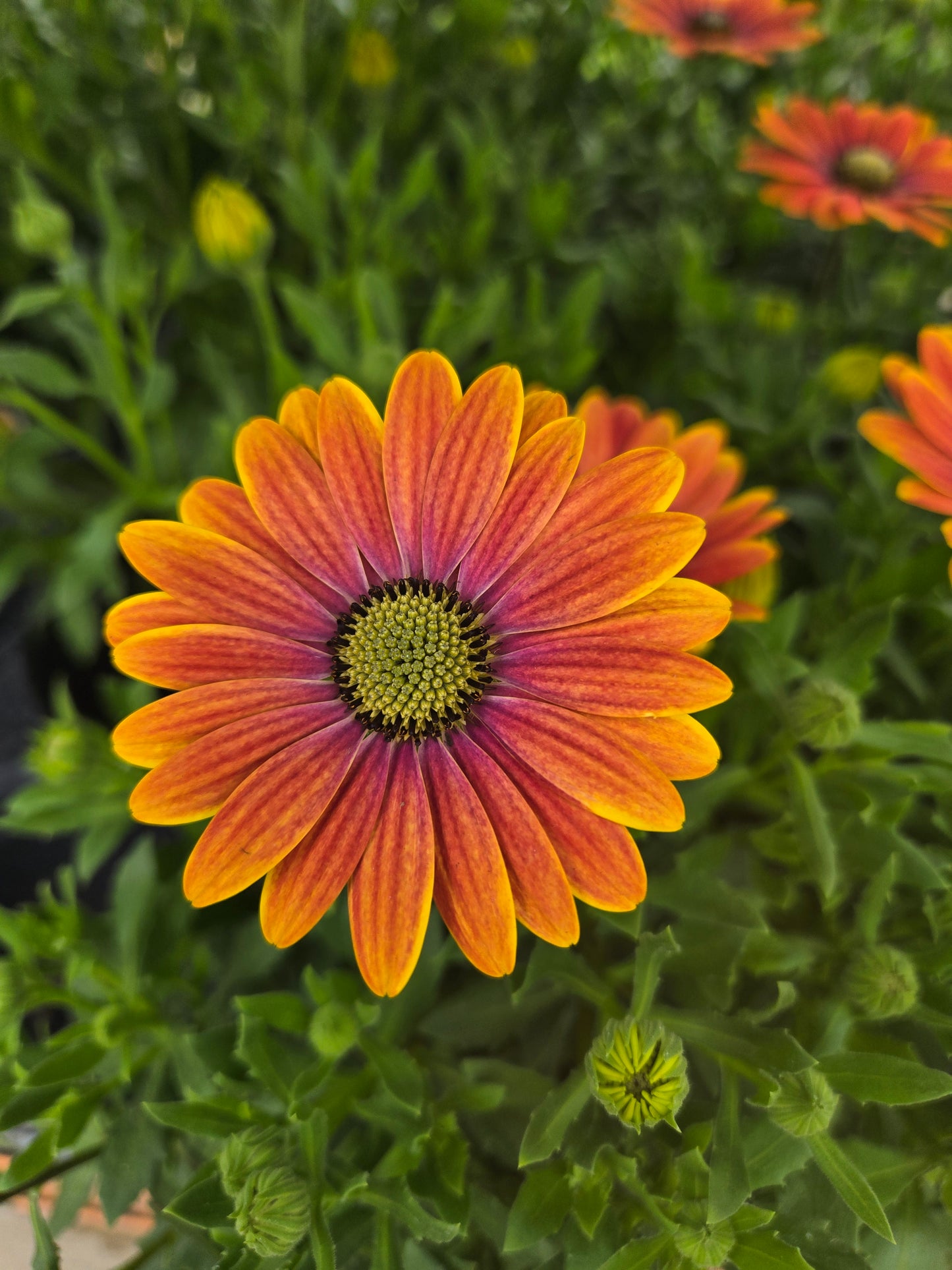 Osteo 'Apricot Sun' ~ Trio of 3 Hefty Plants