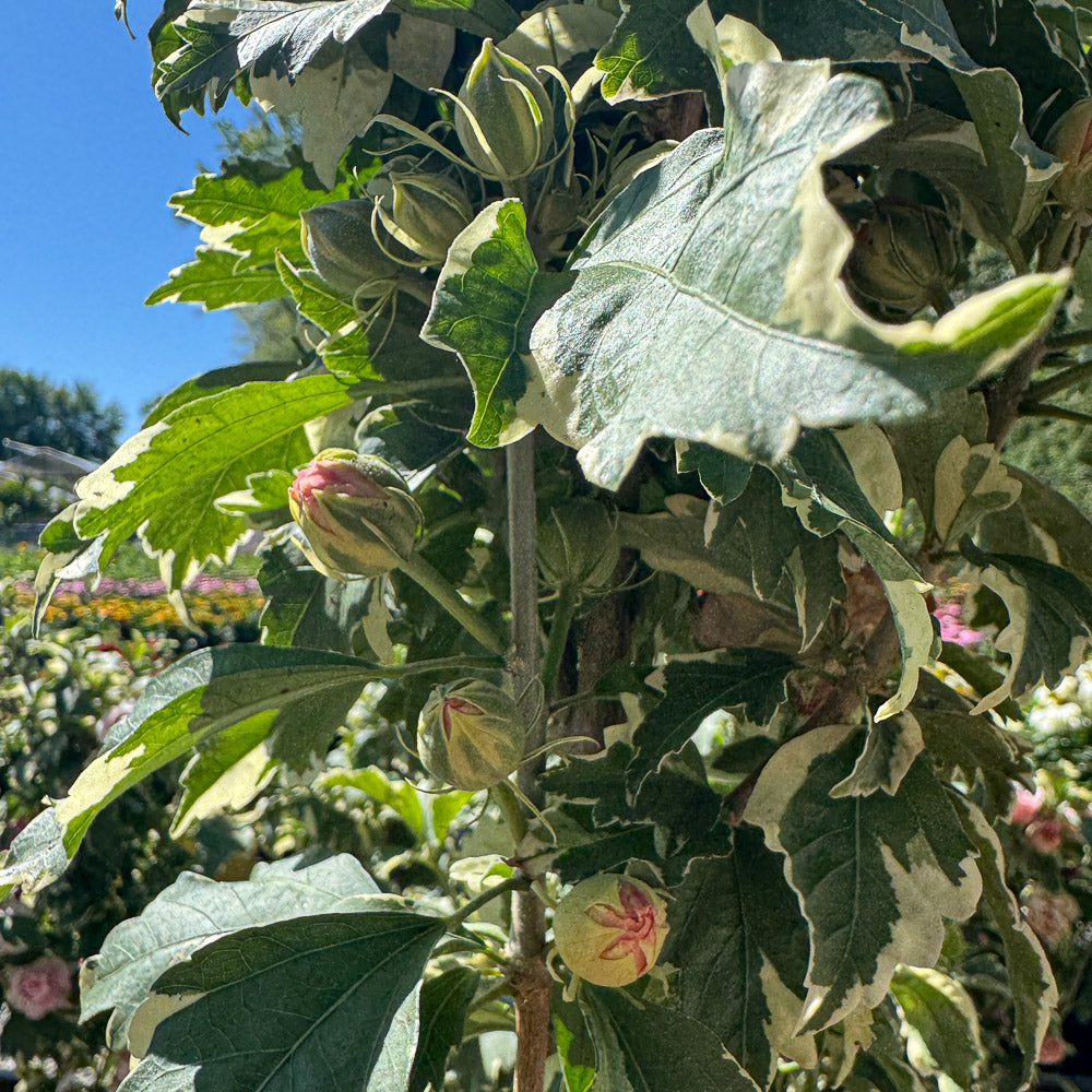 Double Flowered Hibiscus Syriacus Sugar Tip® | Limited Release for Pickup Now