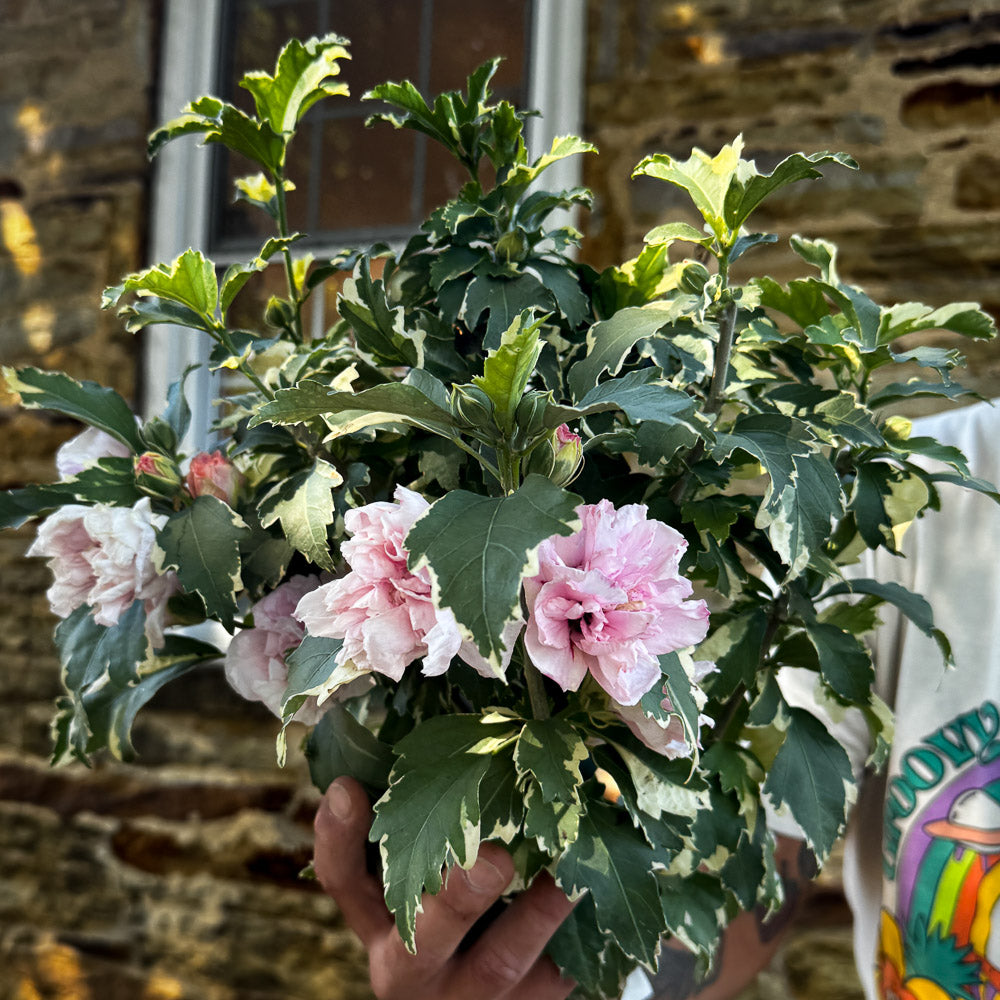 Double Flowered Hibiscus Syriacus Sugar Tip® | Limited Release for Pickup Now